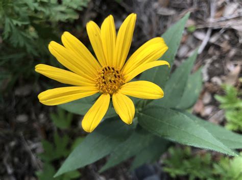 Rough Sunflower Helianthus Divaricatus Commonly Known As Flickr