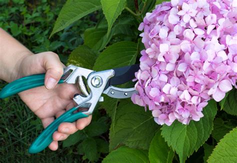 Hydrangea Snoeien Hoe Wanneer En Met Welk Gereedschap