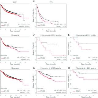 NRF2 Promotes The Expression Of RhoA In Breast Cancer Cells A B E