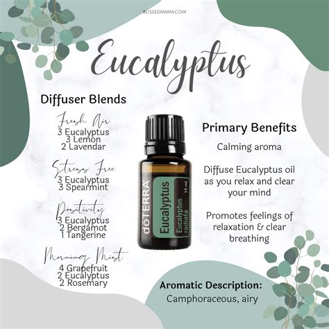 15 Ways To Use Eucalyptus Essential Oil New Doterra Eucalyptus Blend