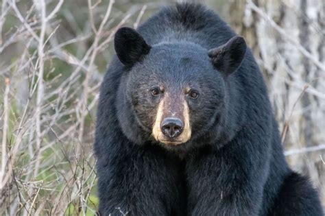 Captan A Oso Descansando Arriba De Camioneta En Monterrey