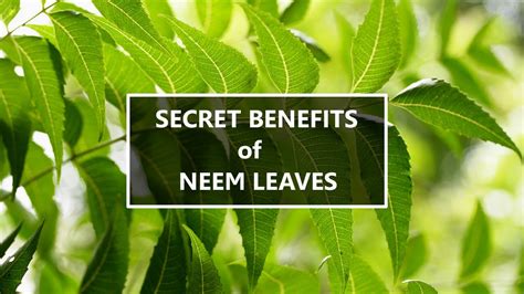 Benefits Of Neem Leaves Neem Tree Health Benefits Face Pack And