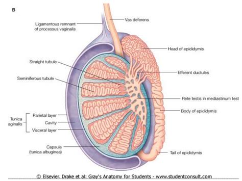 Human Testicle Cut In Half Telegraph