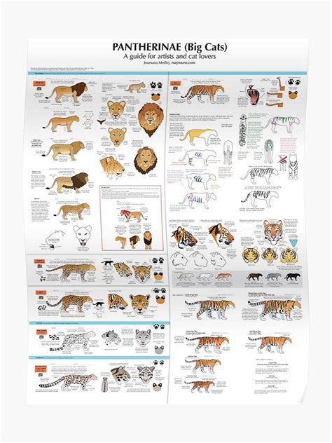 Pantherinae (big cats) chart for artists Poster by Joumana Medlej | Big ...