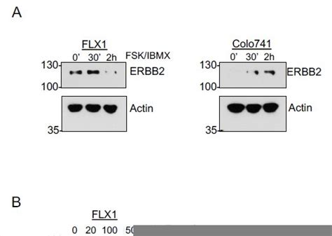 Oncogenic Pka Signaling Increases C Myc Protein Expression Through