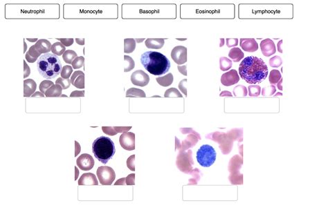 Solved Neutrophil Monocyte Basophil Eosinophil Lymphocyte Chegg