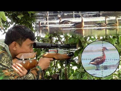 HUNTING BELIBIS MERAH DI SPOT TAMBAK MUARA TARGET MELIMPAH YouTube