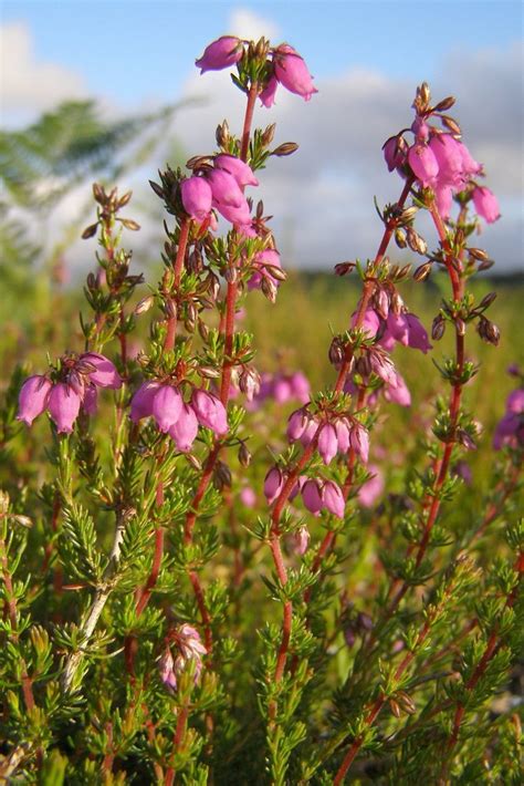 Bell Heather Peneda Gerês National Park Field Guide · Inaturalist