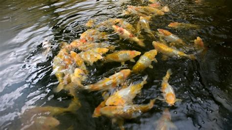 Modern Koi Blog