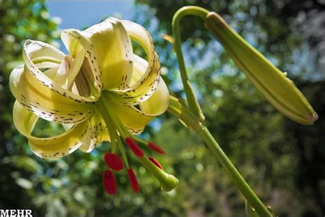 Lilium Ledebourii Tishineh Tourism