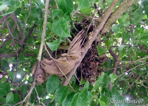 Ninho De Sabi Laranjeira Rufous Bellied Thrush S Nest Project Noah