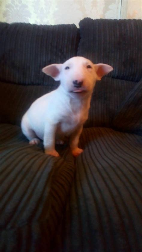 Dogs And Puppies Rehome And Buy With Zero Fees English Bull Terrier