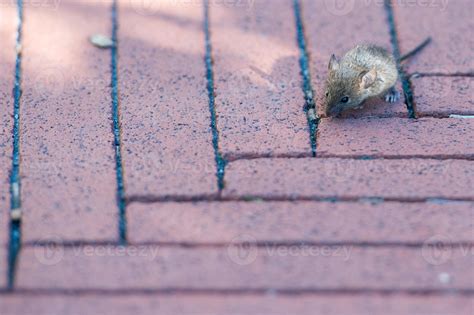 Mice very small young baby newborn mouse 12214430 Stock Photo at Vecteezy