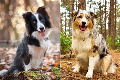 Australian Shepherd Vs Border Collie: A Detailed Comparison