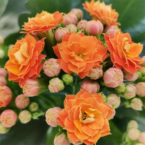 Kalanchoe Blossfeldiana Orange Flowers 14 Cm Crassulaceae Giromagi Vendita Piante Grasse