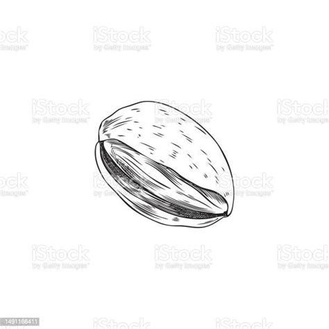 Almond Nutshell In Hand Drawn Sketch Style Vector Illustration Isolated