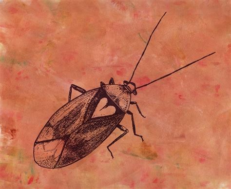 Gail Morrison Gallery/Insect Monoprints/gmorrison_lygus_bug3