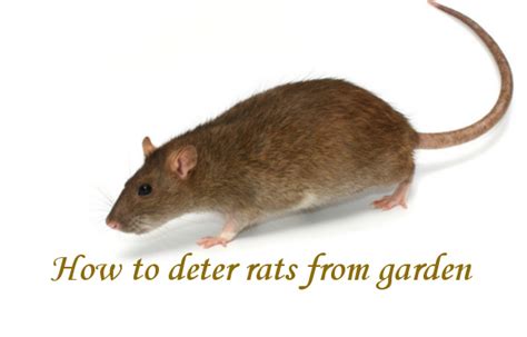 How To Deter Rats From A Garden Rolypig