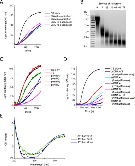 Protein aggregation in the presence of various nucleic acids. All were ... 