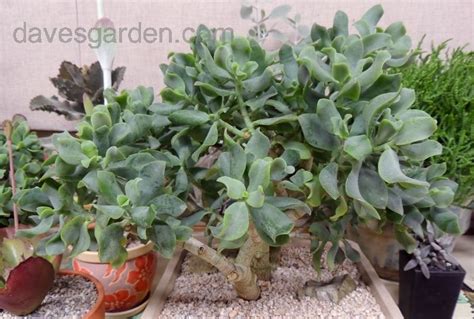 Plantfiles Pictures Crassula Species Chinese Jade Silver Dollar Plant Silver Jade Wave Leaf