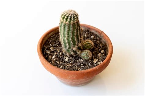 Imagen Conceptual De Cactus De Forma De Pene Foto Premium