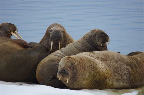 Walrus Flickr