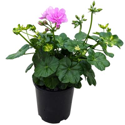 Buy Online Plants Australia | Online Plant Shop – Our Plant Shop