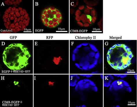 The Subcellular Localisation Of ClM8 In Arabidopsis Mesophyll