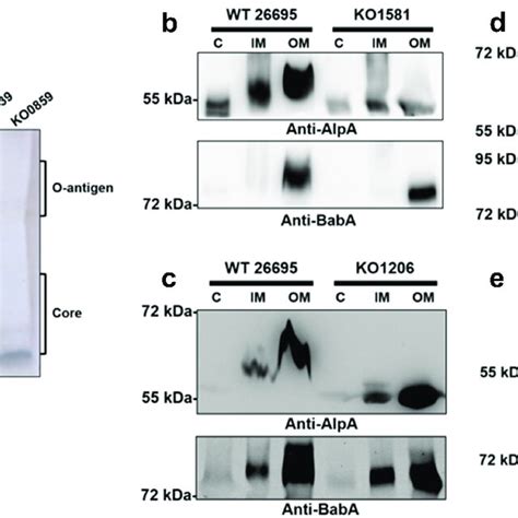 Disruption Of The LPS O Antigen Biosynthetic Pathway In The Wild Type