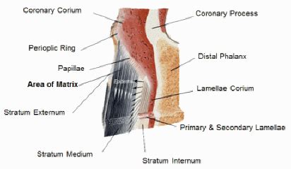 The Perfect Hoof: Hoof Wall Matrix