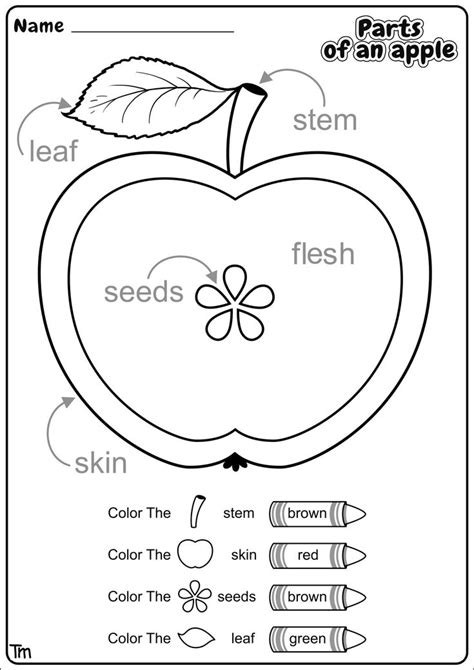 Free Printable Apple Worksheets For Kids