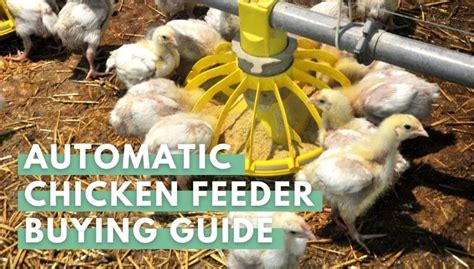 Automatic Chicken Feeder The Best Chicken Feeders