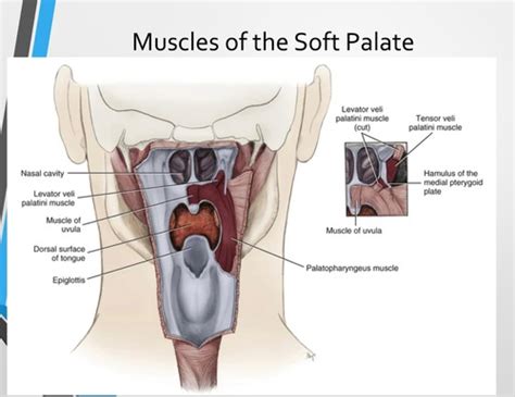 Muscles Of The Soft Palate Flashcards Quizlet