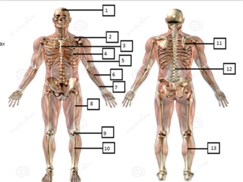 Kaarten Anatomie Lichaam H Quizlet