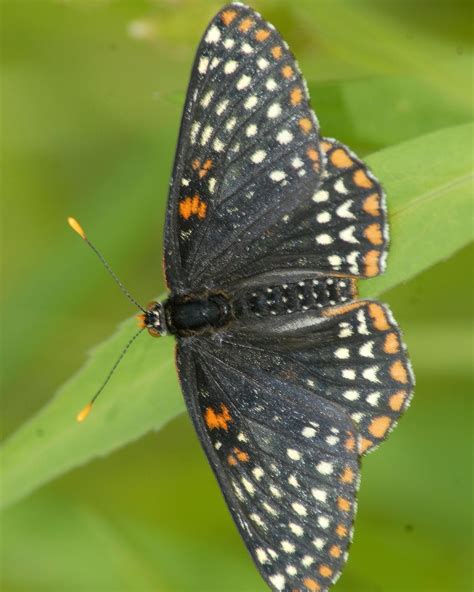 BirdsEye Photography: Review Photos