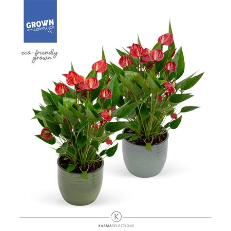 Anthurium Million Flowers Red Plant Wholesale Floraccess