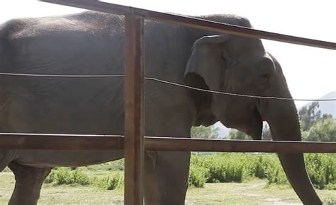 New Ramba Documentary