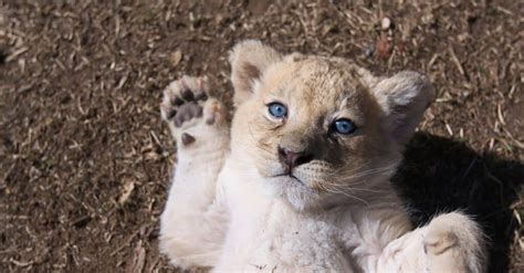 Baby Lions 5 Adorable Cub Pictures And 5 Interesting Facts About The