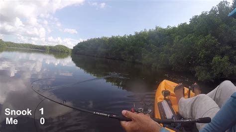 Kayak Fishing Tampa Bay Mangroves Cockroach Bay Snook No Cigar