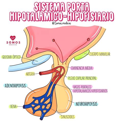 Sistema porta hipotlámico hipofisiario Anatomia y fisiologia humana