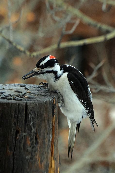 Hairy Woodpecker - Tumblr Gallery