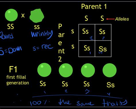 Chapter 4 Genes, Evolution, and Behaviour Flashcards | Quizlet