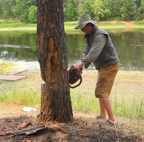 How to Cut Down a Tree : 6 Steps - Instructables