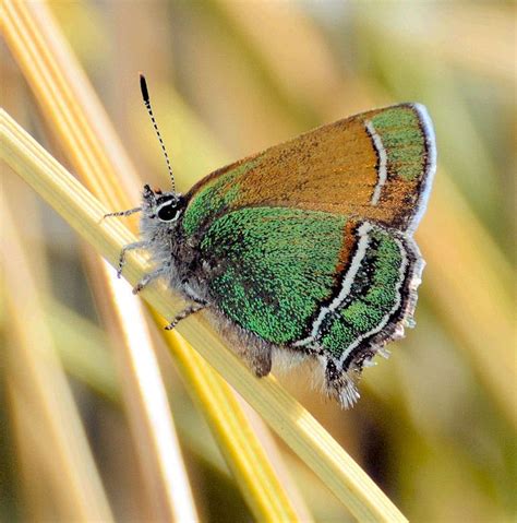 New Mexico State Butterfly Sandia Hairstreak Butterfly Land Of