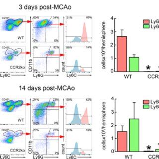 Morphological Diversity Of CX3CR1 GFP And CCR2 RFP Infiltrating