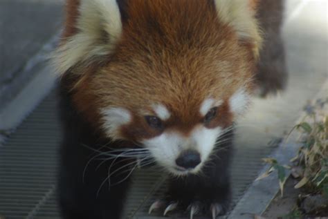 羽村市動物公園のレッサーパンダ By Masahiko118 （id：7438255） 写真共有サイトphotohito