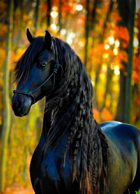 Friesian Horse Wallpapers - Top Free Friesian Horse Backgrounds ...