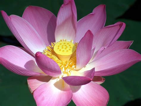 Indonesia Bali Lotus Flower Nelumbo Nucifera Also Flickr