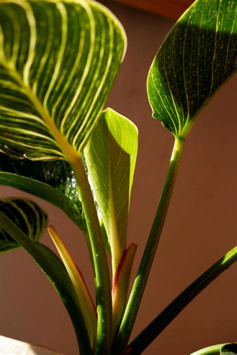 How To Overwinter Canna Lilies In Pots Green Packs