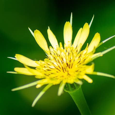 Yellow Salsify Yellow Salsify Wildflower Ronald Siewerth Ii Flickr